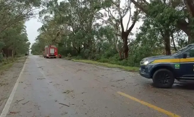 Na BR-471, no trecho entre as cidades de Rio Grande e Santa Vitória do Palmar, árvores caíram com a força da ventania / Foto: Reprodução/PRF