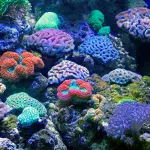 Recife de corais vibrante com diversidade marinha