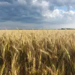 Vista em perspectiva de um vasto campo de trigo maduro e dourado sob um céu parcialmente coberto por nuvens de tempestade carregadas e cinzentas.