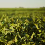 Lourival Ruthes colheu 156 sacas por hectare numa lavoura de sequeiro (cultivada sem irrigação artificial) | Foto: Wirestock/magnific.com