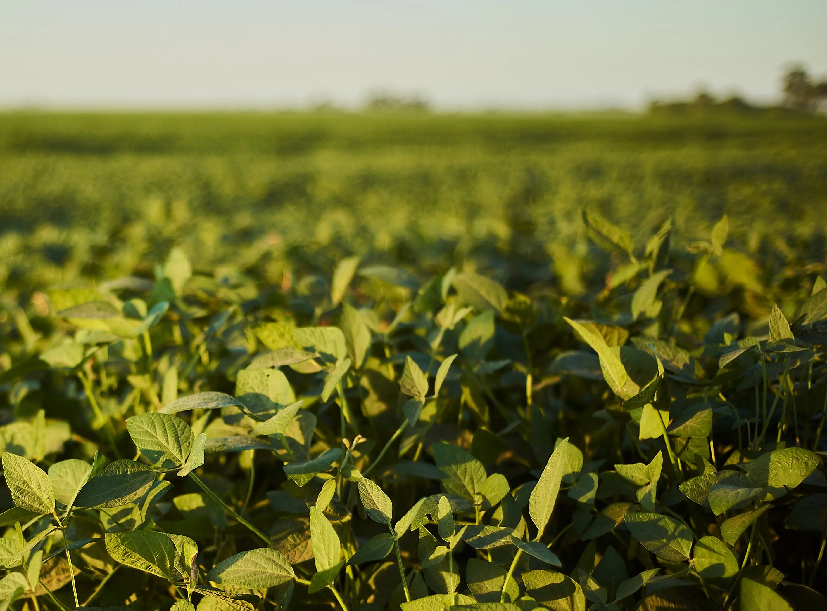 Lourival Ruthes colheu 156 sacas por hectare numa lavoura de sequeiro (cultivada sem irrigação artificial) | Foto: Wirestock/magnific.com
